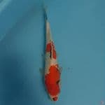 showa 31cm