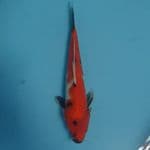 showa 29cm