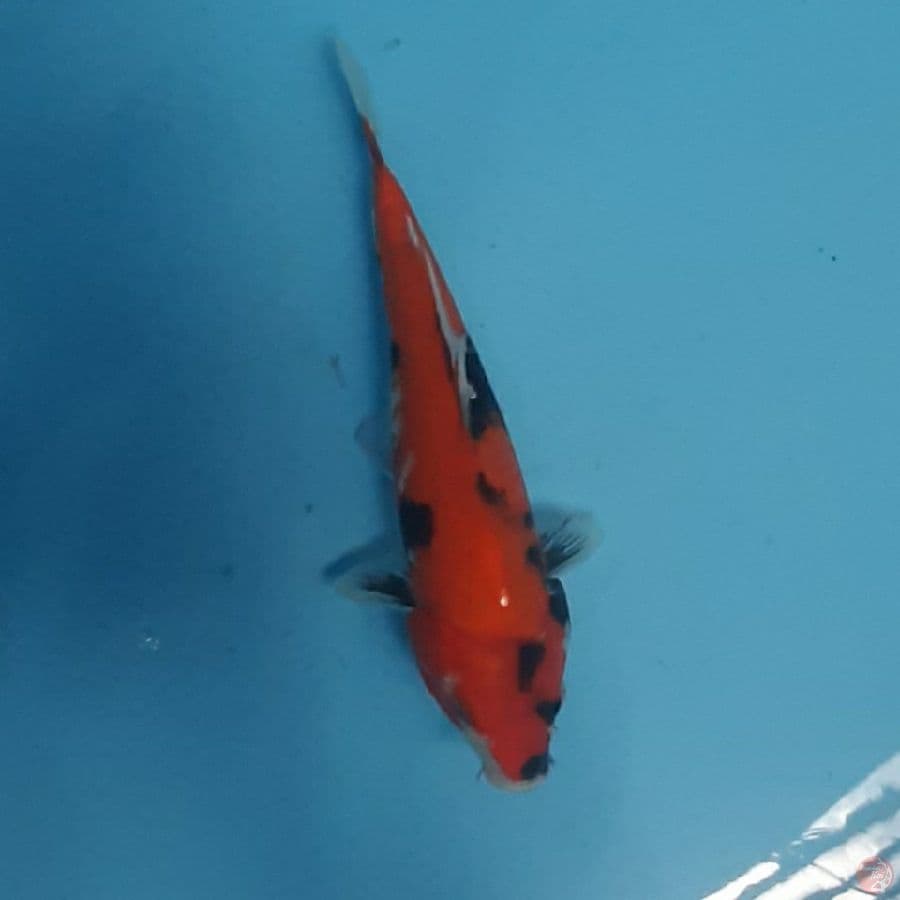 showa 28cm