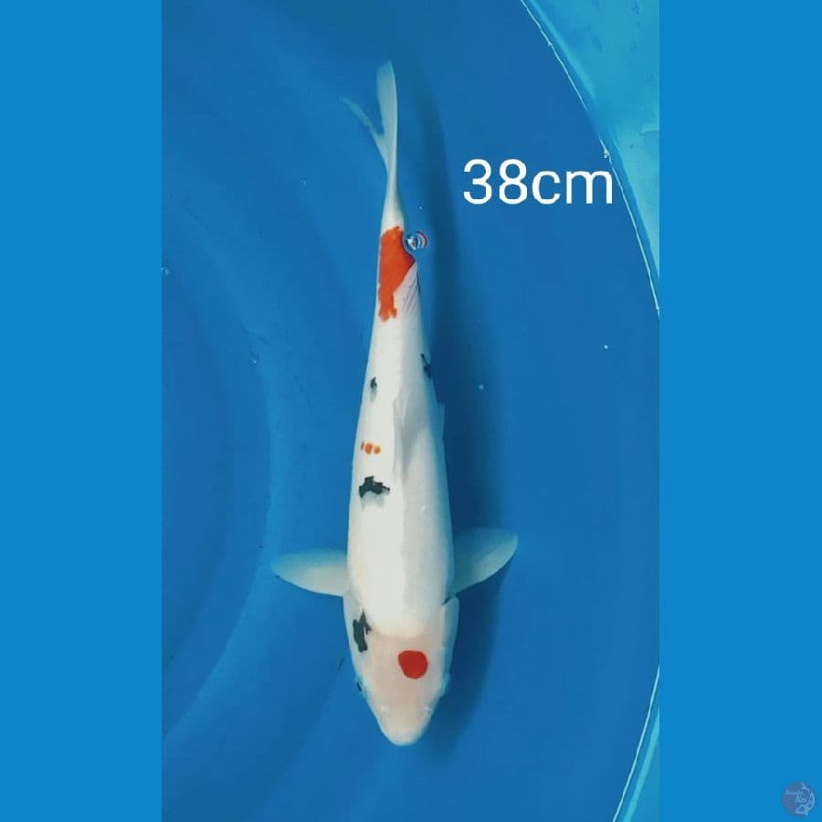 Maruthen sanke unik 38cm