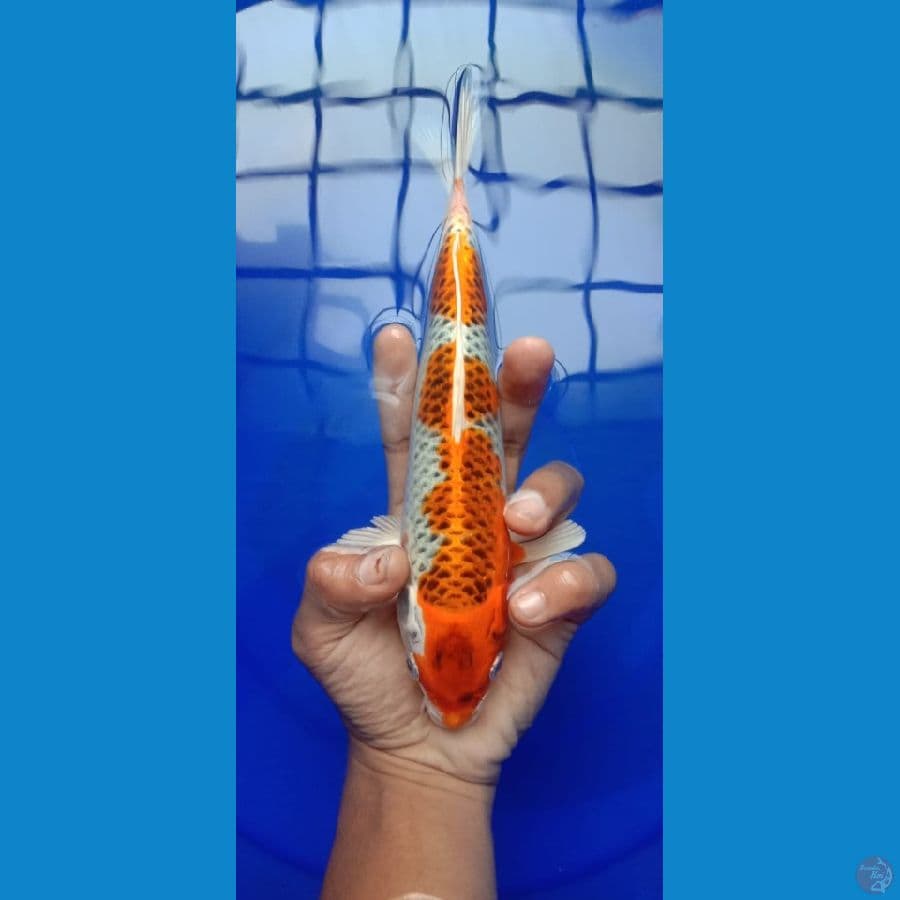 kujaku 30 cm