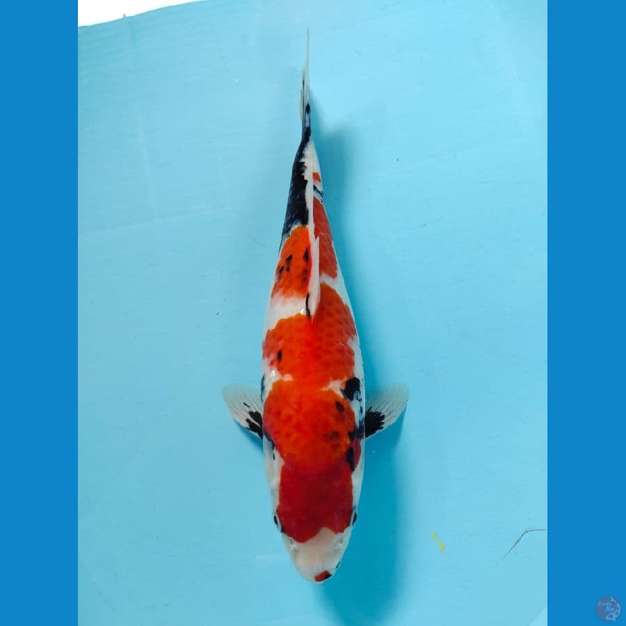showa 32cm
