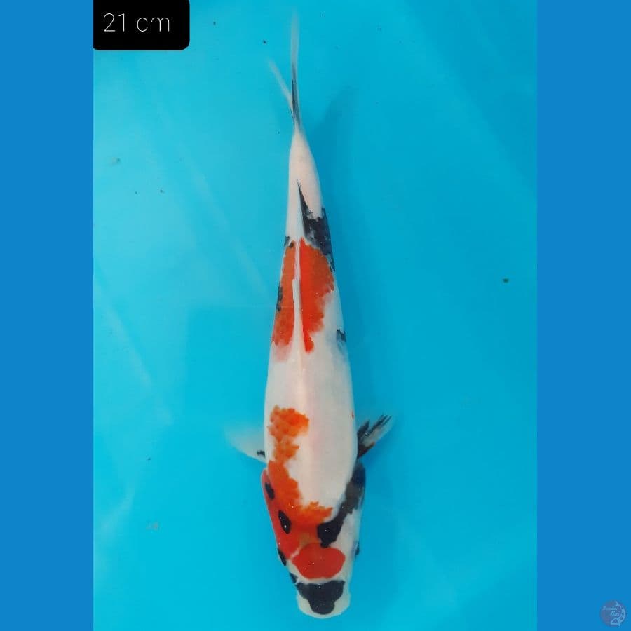 Showa 21 cm 