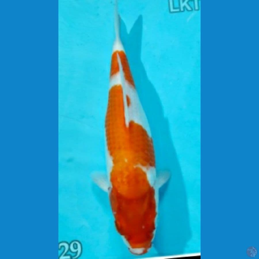 kuhku 29
