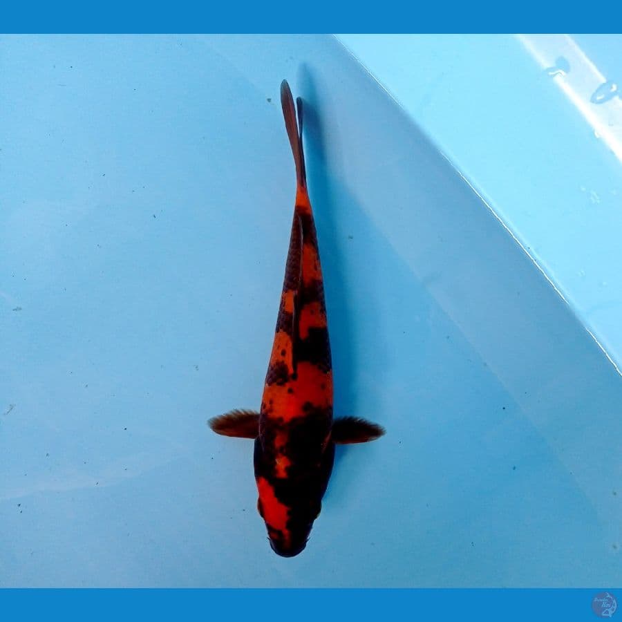 hi utsuri 20 cm