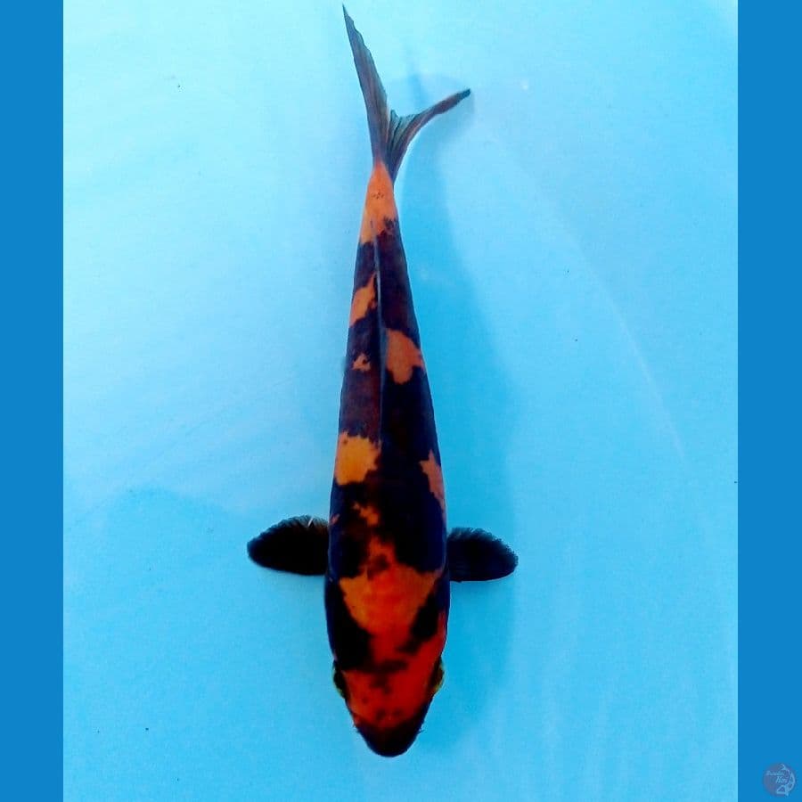 murni hi utsuri 12cm