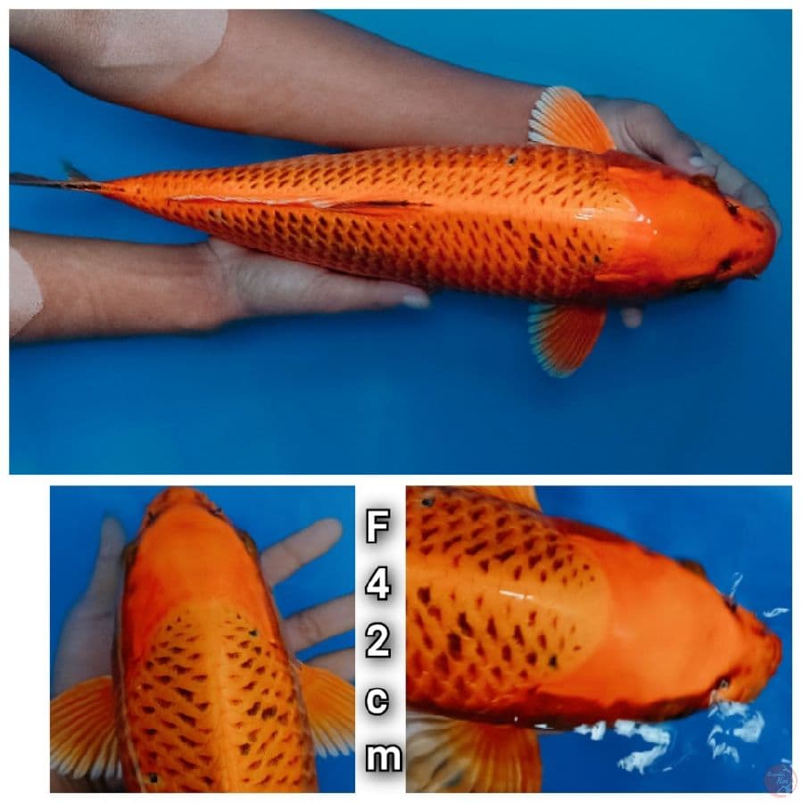 GIN MATSUBA JUMBO RAPI 42CM