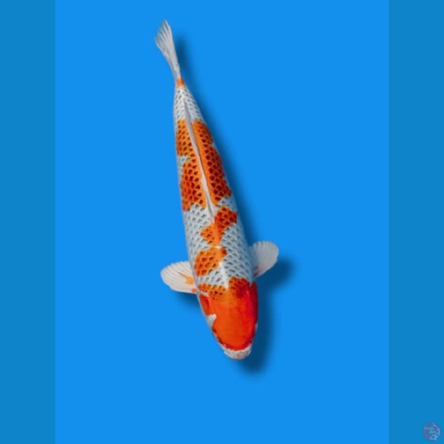 kujaku 40cm