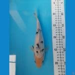 bekko size 23bu