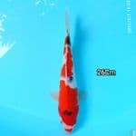 Sanke  26Cm