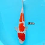KOHAKU SANDAN 28Cm Strong