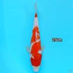 kohaku 25Cm strong
