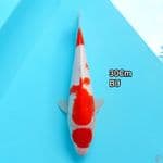 Maruten Kohaku 30Cm Bu