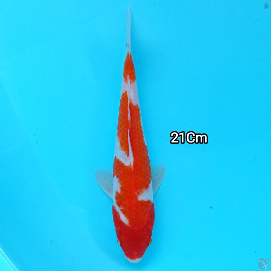 Kohaku 21Cm