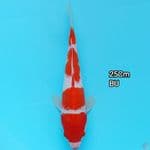 Kohaku Yondan 25Cm Bu