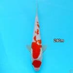 Maruten Kohaku 24Cm