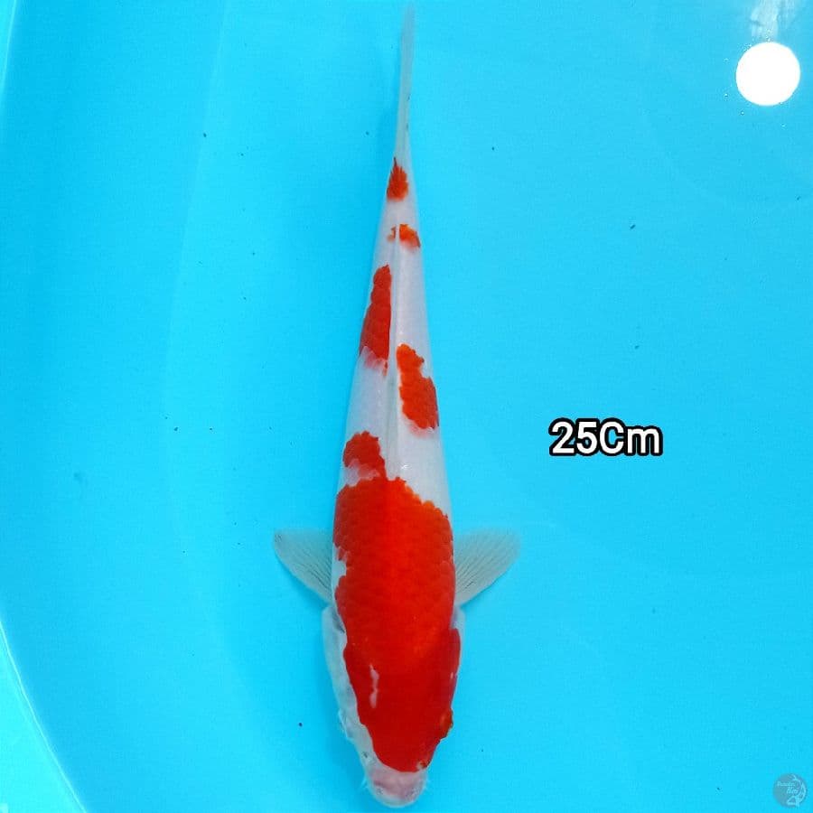 KOHAKU STRONG 25cm