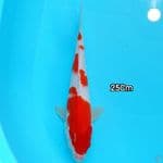 KOHAKU STRONG 25cm