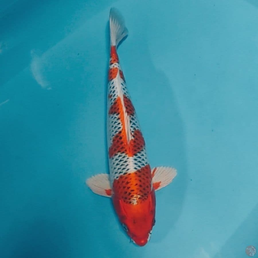 KUJAKU MOTOAKA 36cm