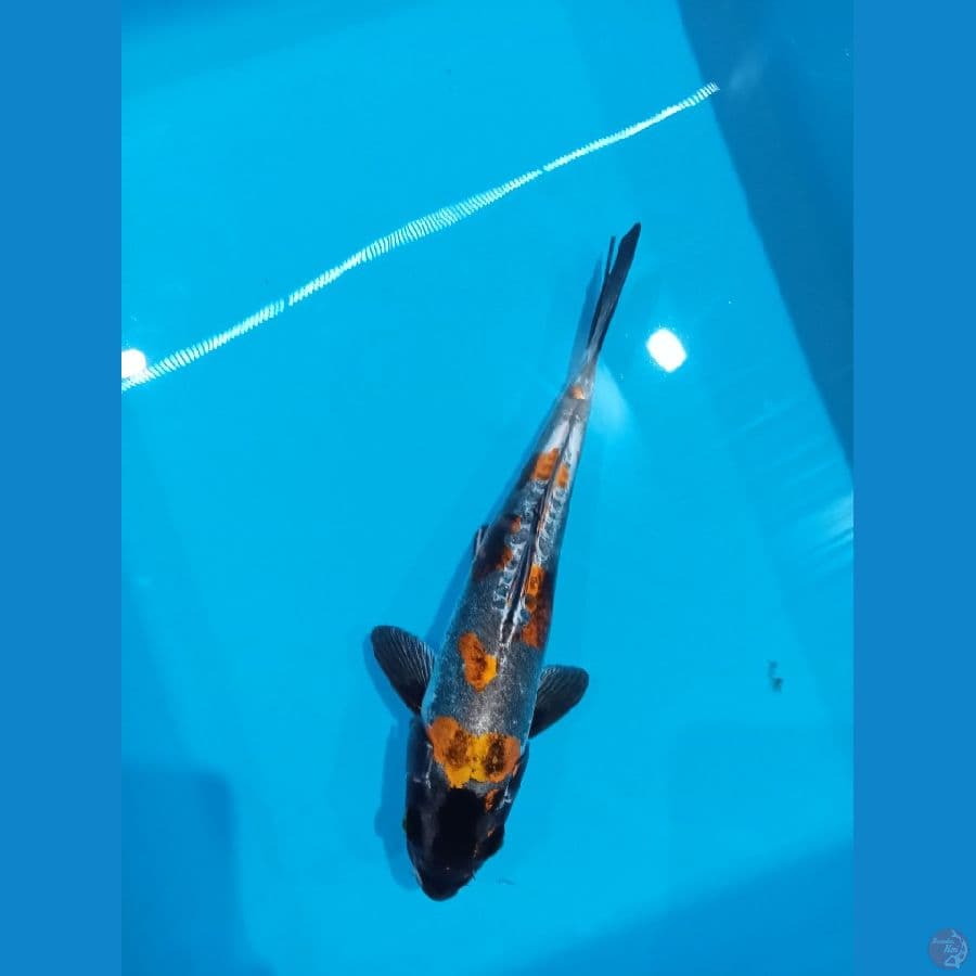kiko HQ 24 cm
