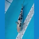 bekko doitsu 31cm