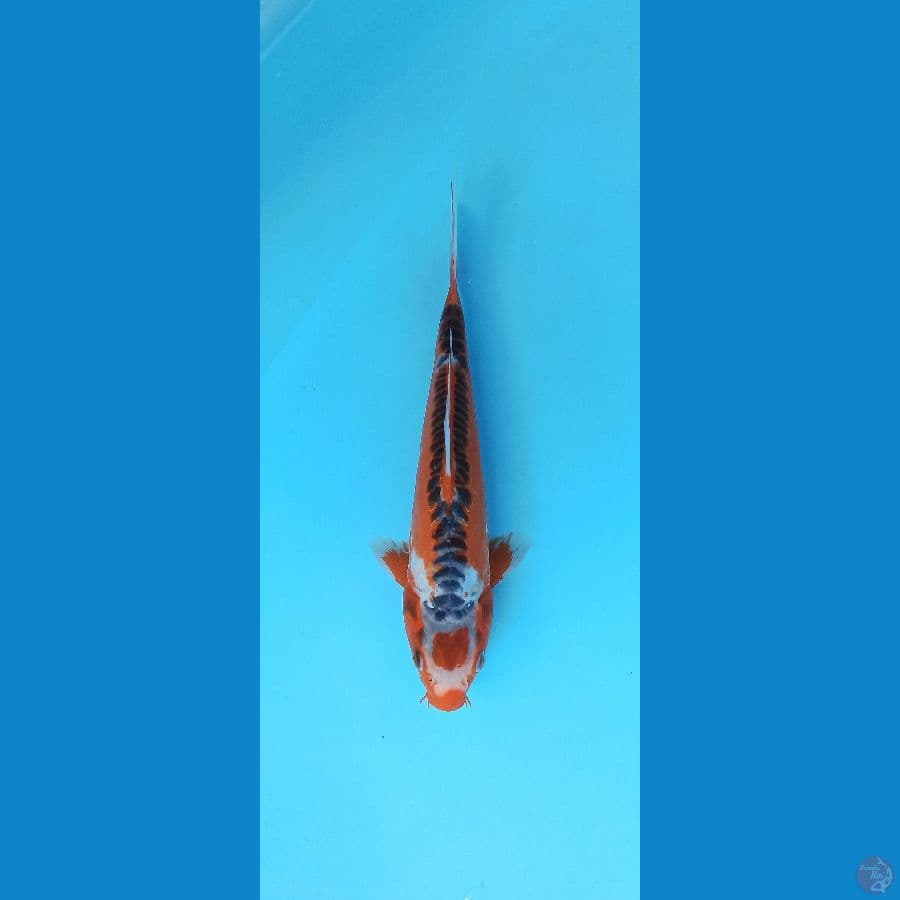 TANCHO HI SUSHUI 28CM