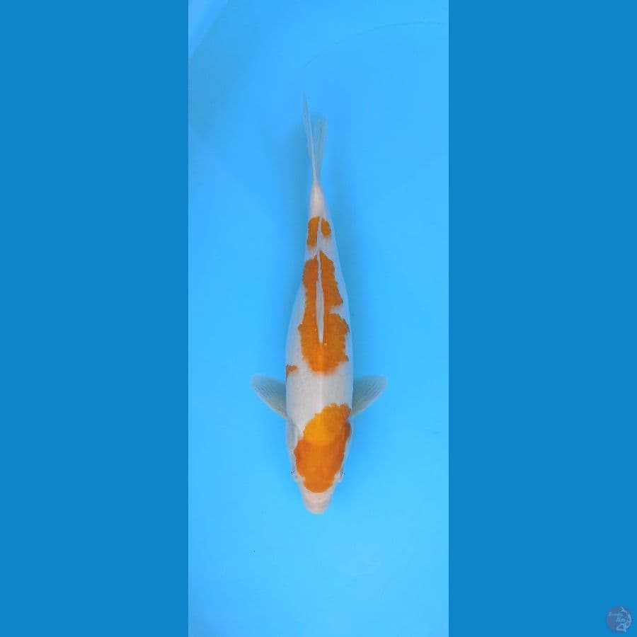 KIJIRO / KOYO KARASHI 37CM