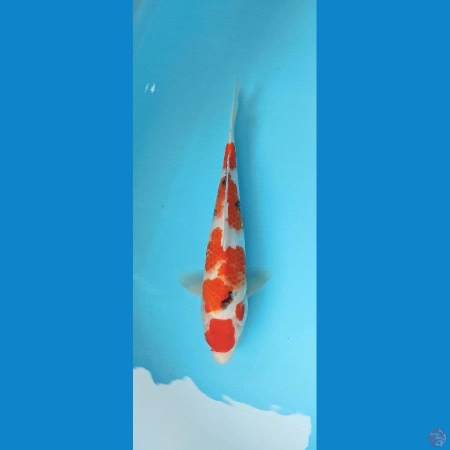 MARUTEN KANOKO SANKE 33CM