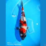 Showa - 35cm/ Female