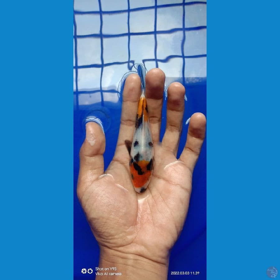 showa