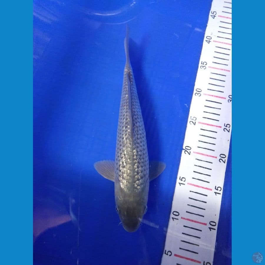 soragoi ginrin 29 cm