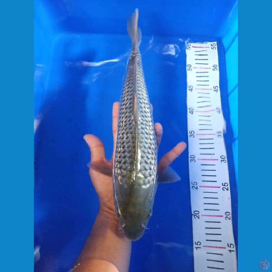 soragoi ginrin munuk bakat jumbo