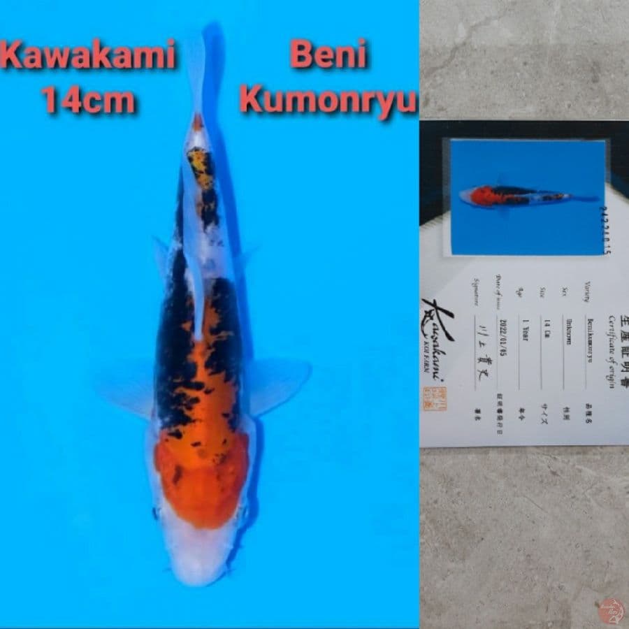 KAWAKAMI BENI KUMONRYU