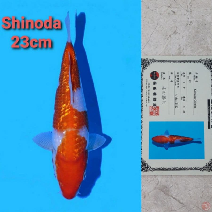 SHINODA GINRIN KOHAKU 23CM