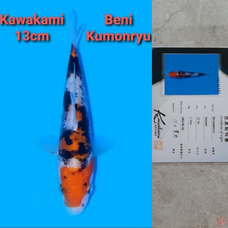 KAWAKAMI BENI KUMONRYU