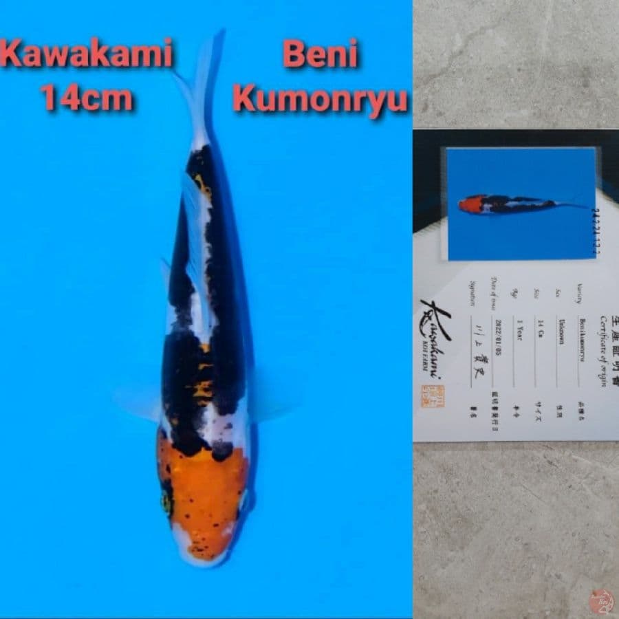 KAWAKAMI BENI KUMONRYU