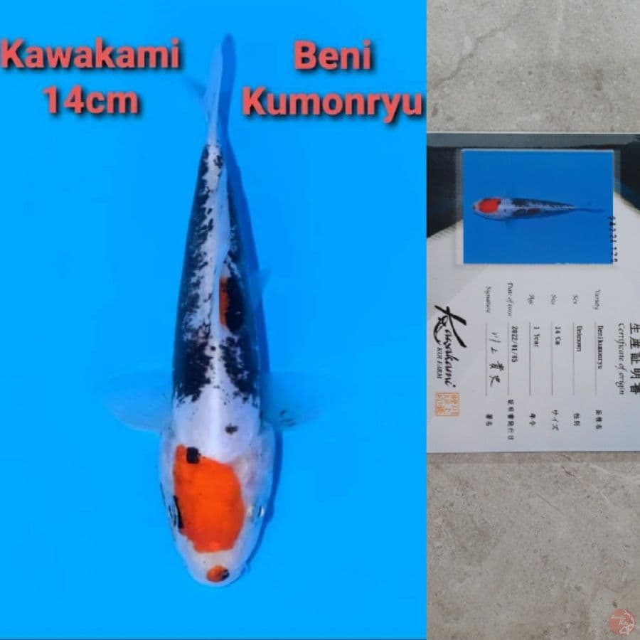KAWAKAMI BENI KUMONRYU