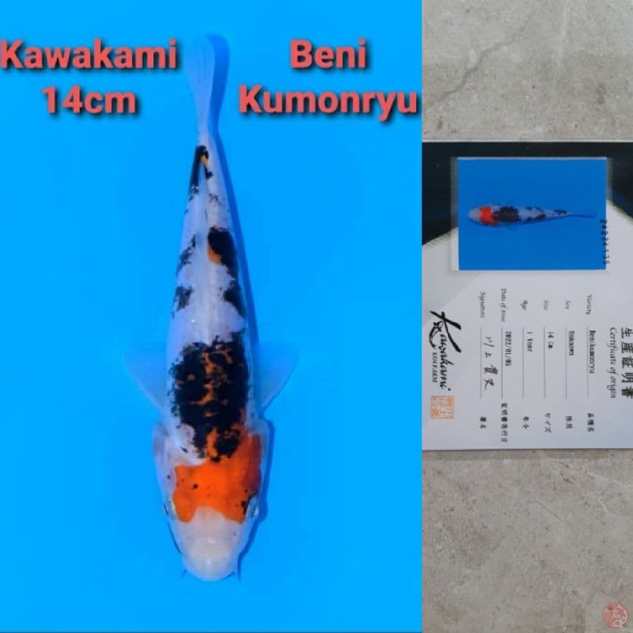 KAWAKAMI BENI KUMONRYU