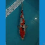 sanke ginrin 40 cm