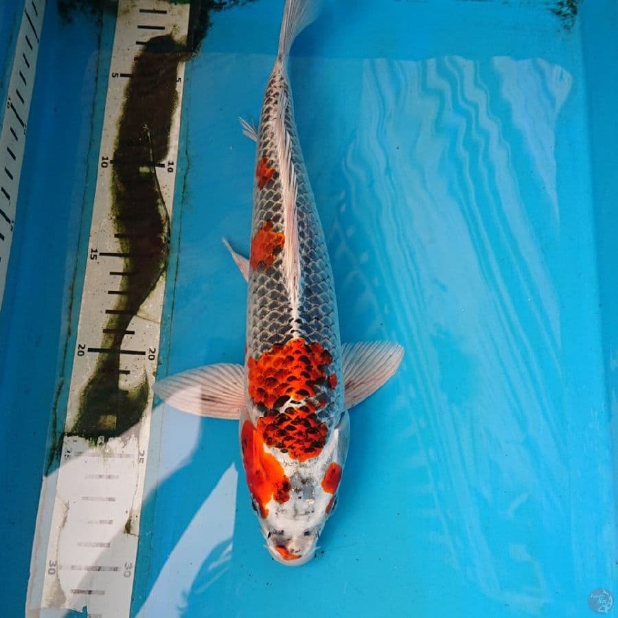 KUJAKU 31 cm