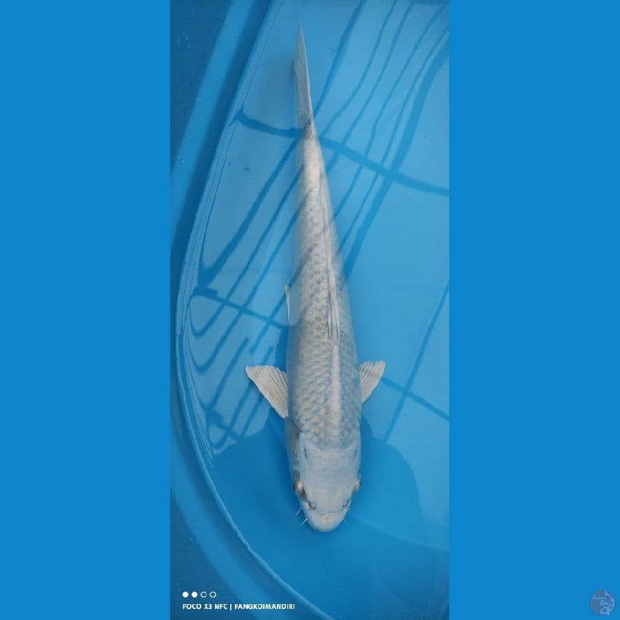 Platinum ~ 36cm