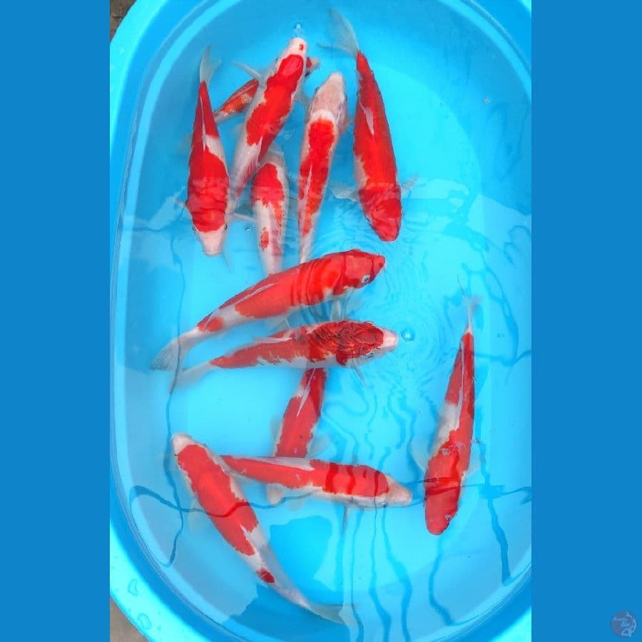 KOHAKU ~ 25-30CM / 11EKOR.