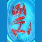 KOHAKU ~ 25-30CM / 11EKOR.