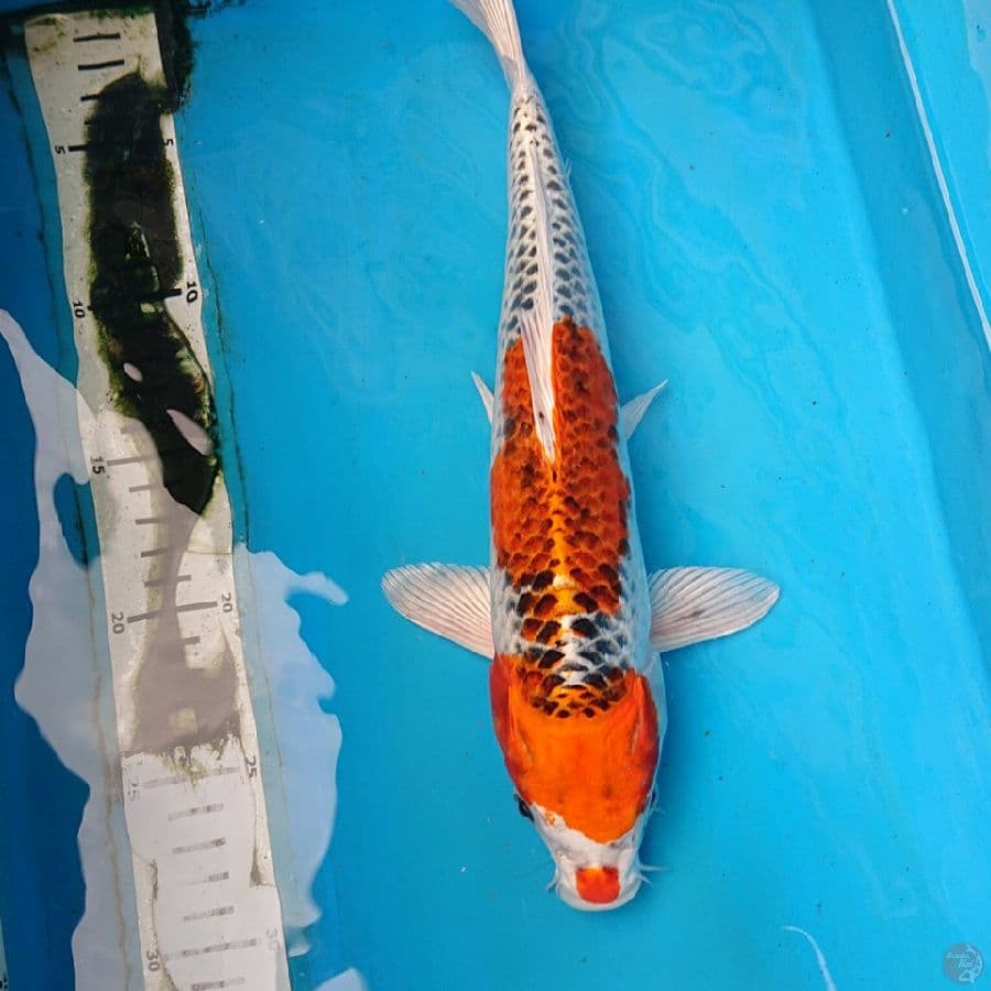 KUJAKU 32 cm