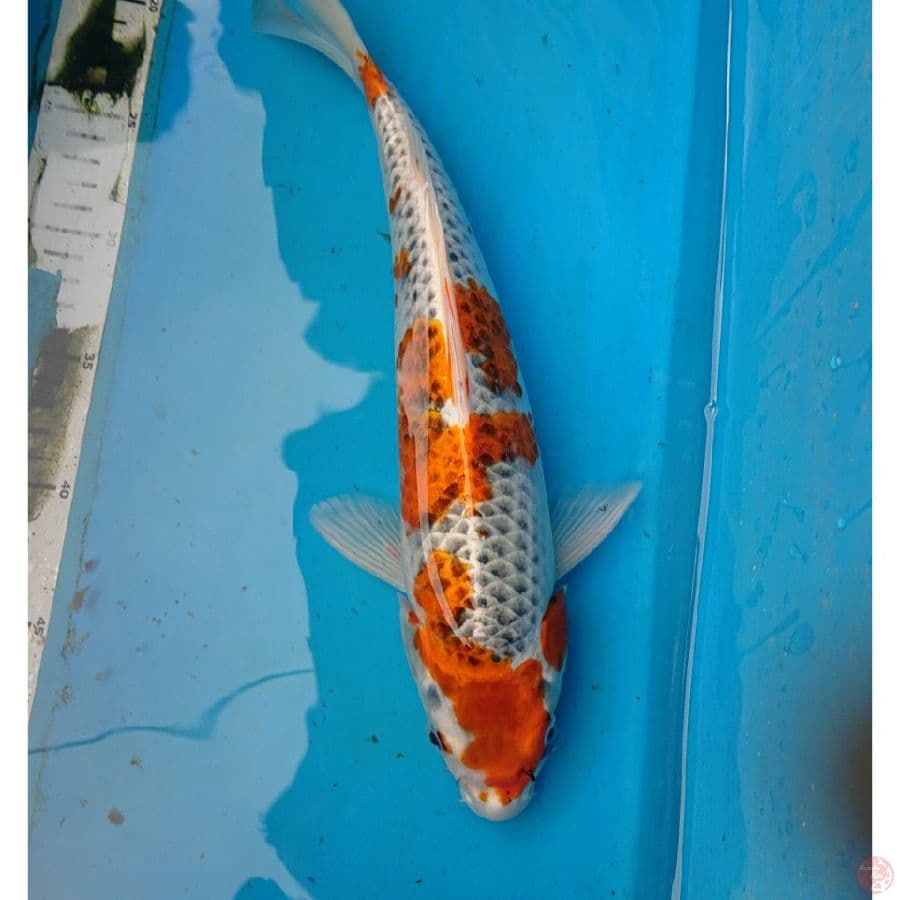 KUJAKU 35 cm