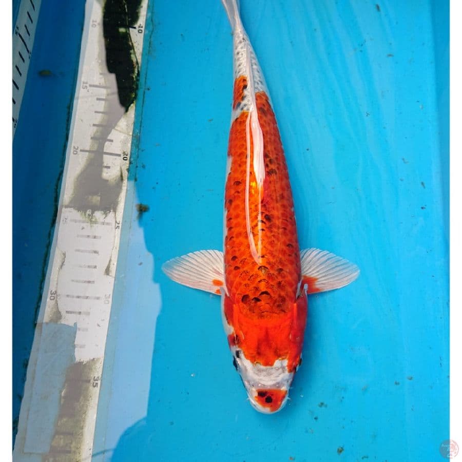KUJAKU 33 cm