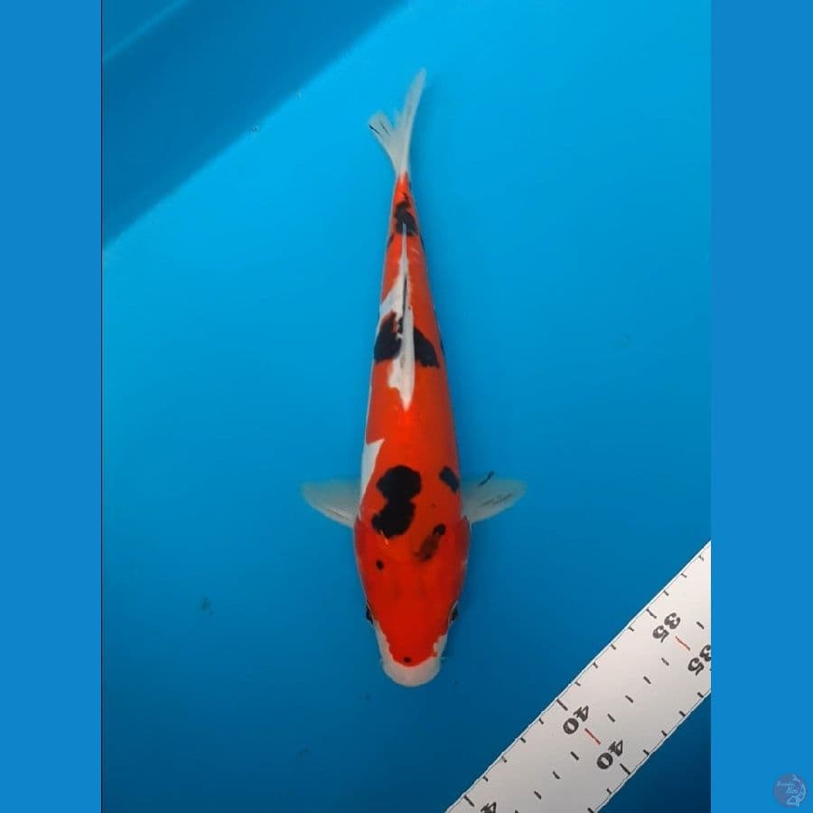 aka sanke 25cm