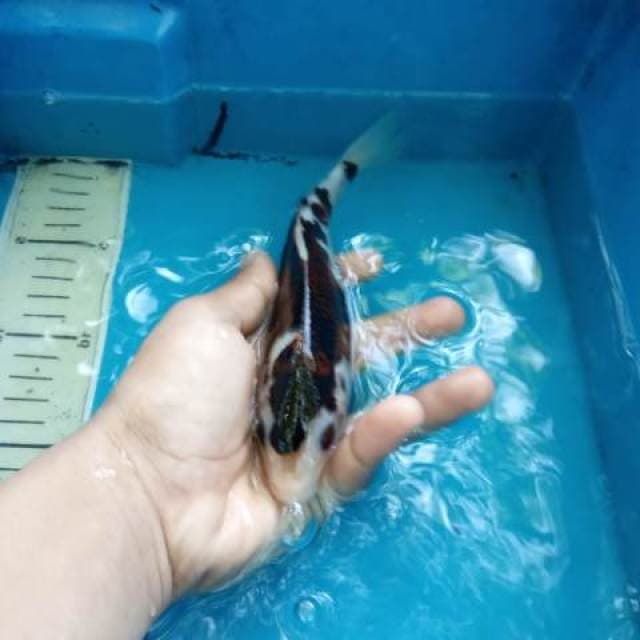 Budho Goromo 20cm