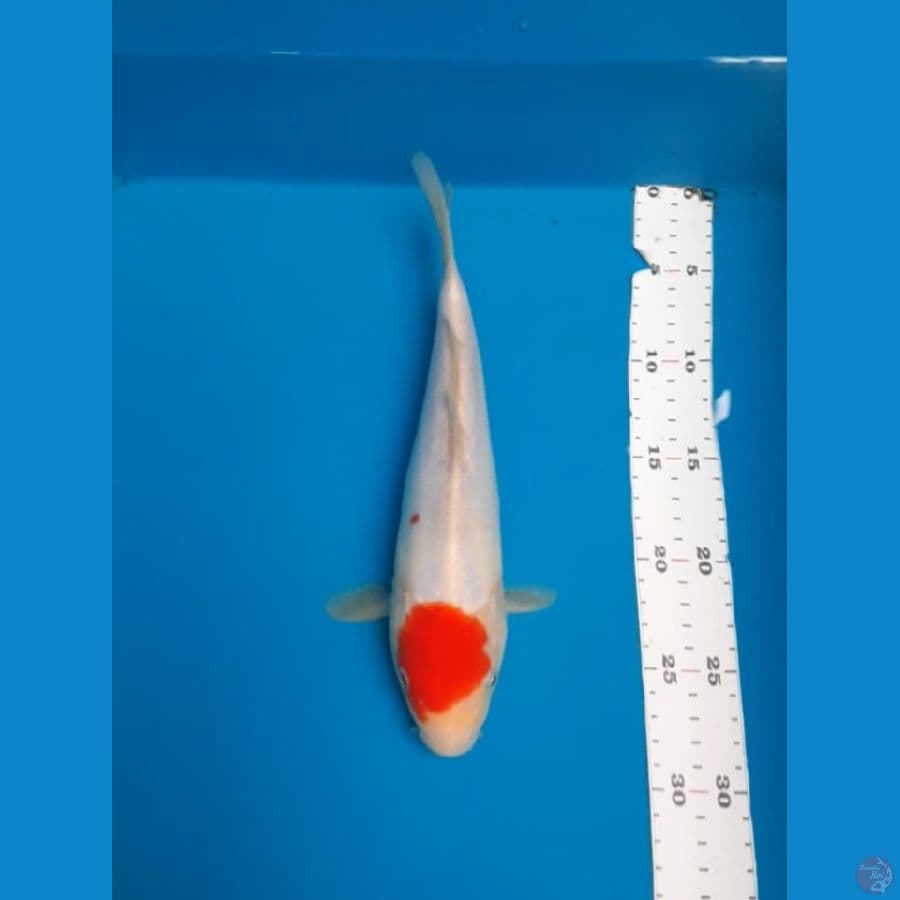 doitsu tc.kohaku 26cm