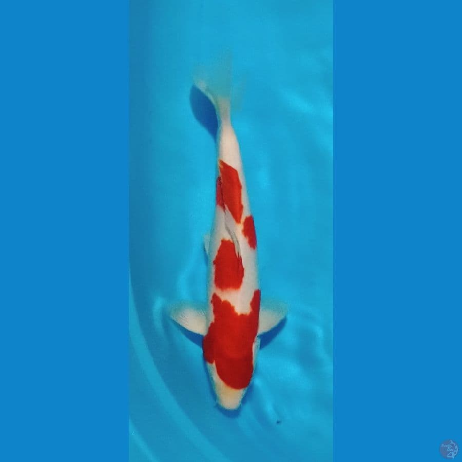 jumbo kohaku male 39 cm